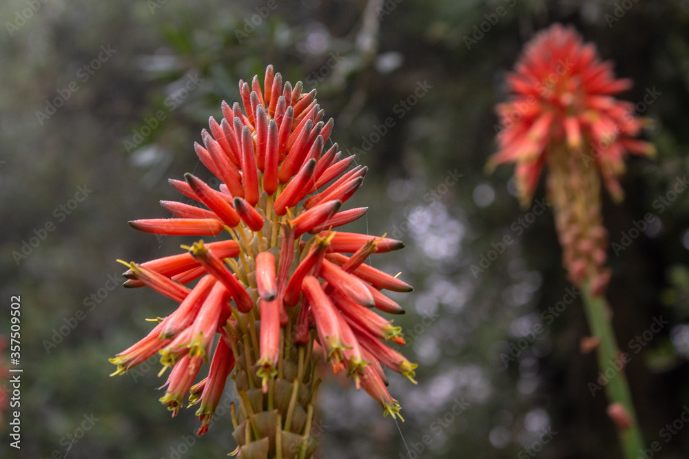 Kniphofia uvaria is a species of flowering plant in the family Asphodelaceae Kniphofia uvaria is a species of flowering plant in the family Asphodelaceae