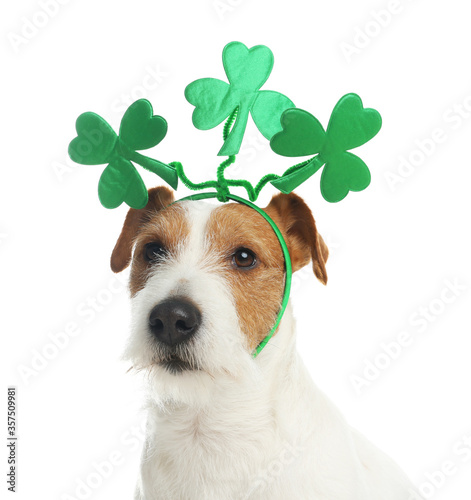 Jack Russell terrier with clover leaves headband on white background. St. Patrick's Day