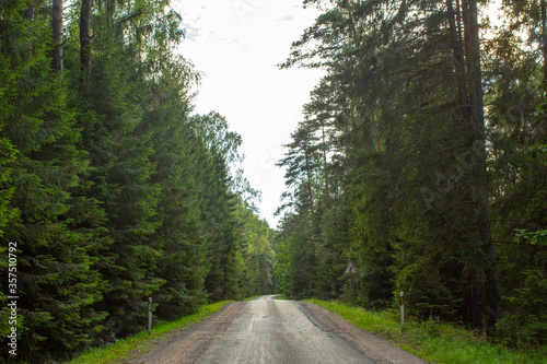 Fantastic road among the green pines of an immense forest, Lithuania