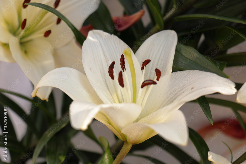 white lily bloom white lily bloom