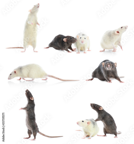Set of cute little rats on white background