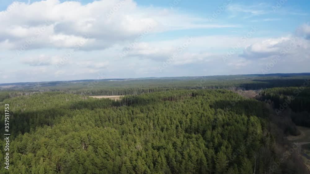 Drone shot flying on spring pine tree forest. Drone shot flying on spring pine tree forest.