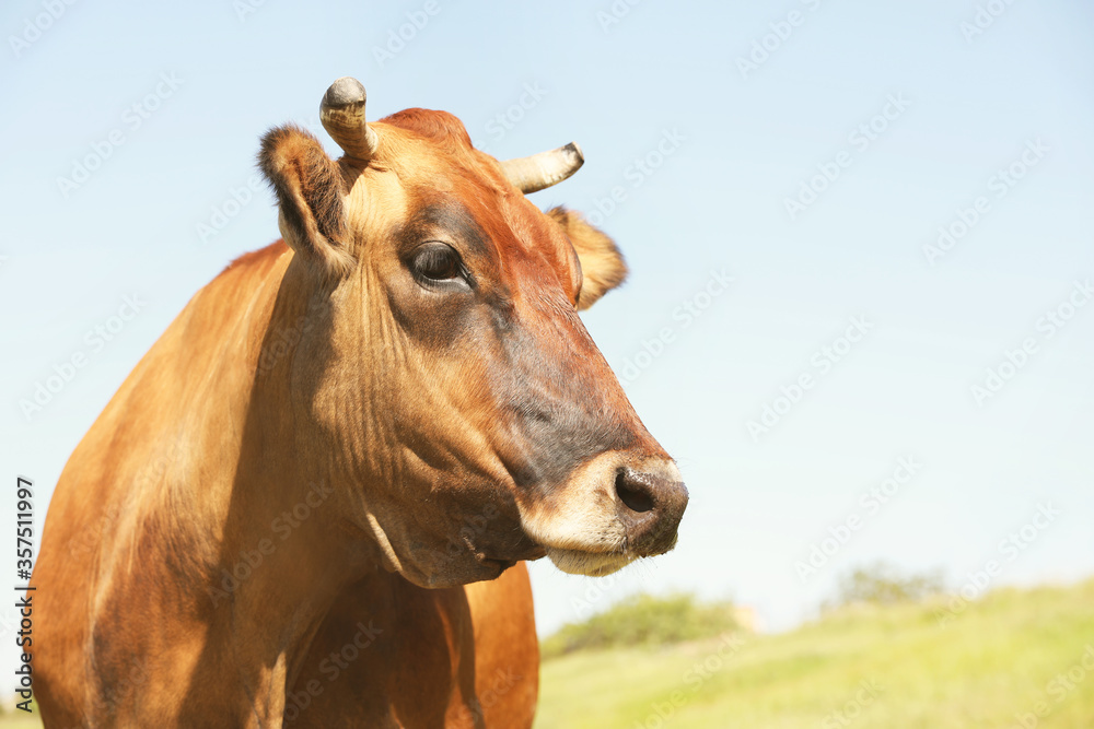 Beautiful brown cow outdoors on sunny day. Animal husbandry