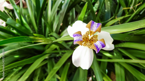 Neomarica candida known as iris-da-praia commonly used in home gardens and landscaping. Isolated flower in green backgroud.