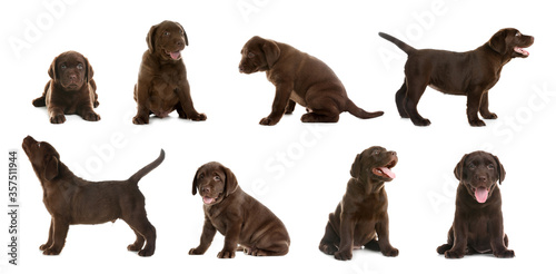 Set of Chocolate Labrador Retriever puppies on white background