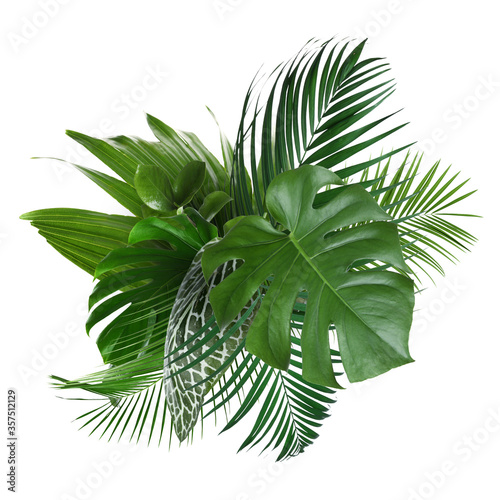 Different fresh tropical leaves on white background