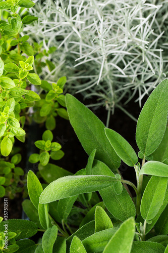 Herbs in the garden, sage, thyme, rosemary, oregano. photo