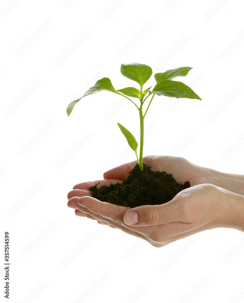 Woman holding soil with green pepper seedling on white background, closeup Woman holding soil with green pepper seedling on white background, closeup