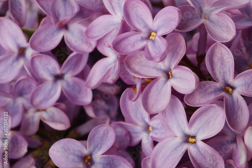 Closeup view of beautiful blossoming lilac as background © New Africa