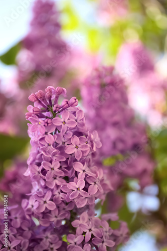 Closeup view of beautiful blossoming lilac shrub outdoors