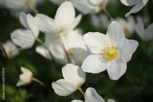 Beautiful blossoming Japanese anemone flowers outdoors on spring day