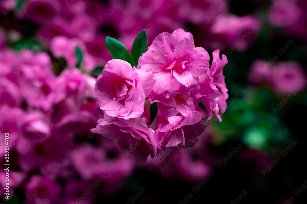 pink flowers