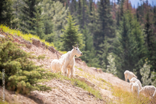 mountain goat in the mountains