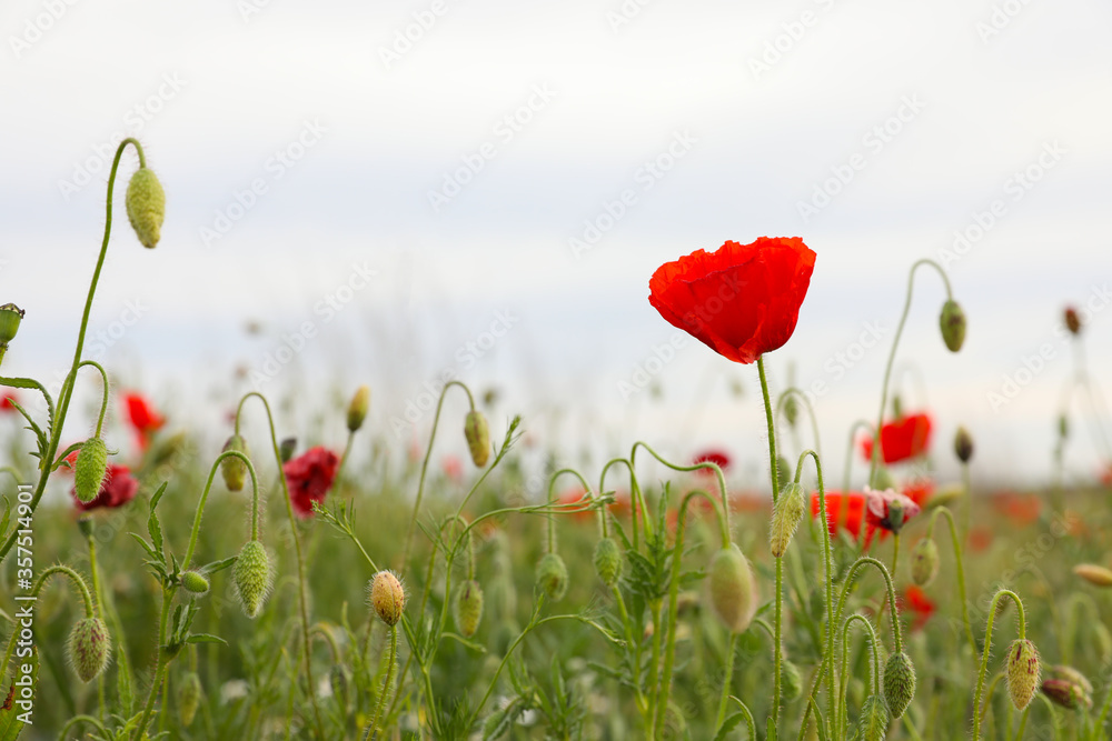 Obraz premium Beautiful red poppy flower growing in field, closeup