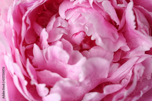 Closeup view of beautiful pink peony flower