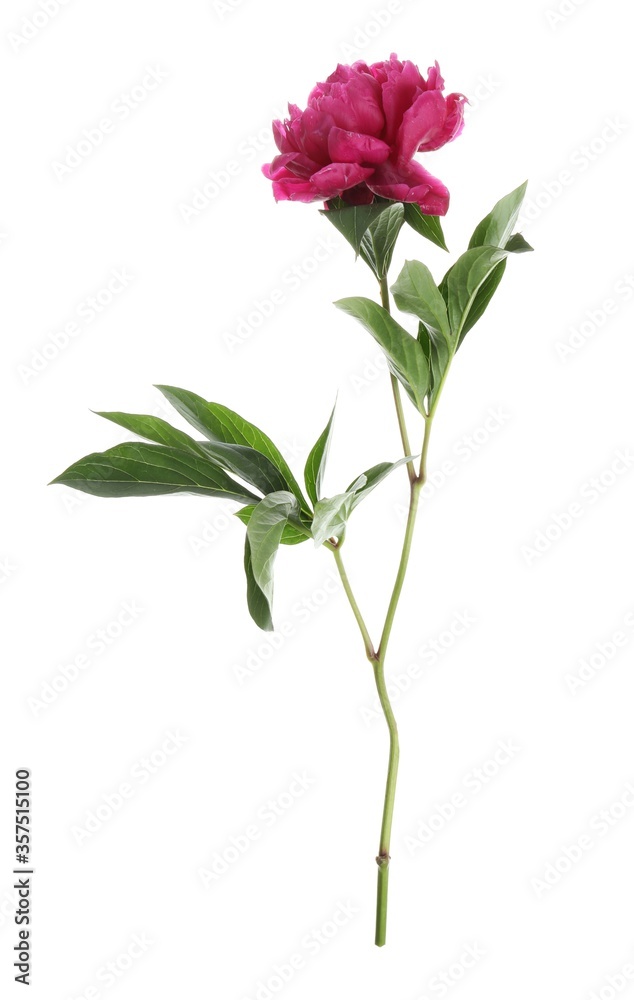 Obraz premium Beautiful pink peony flower isolated on white
