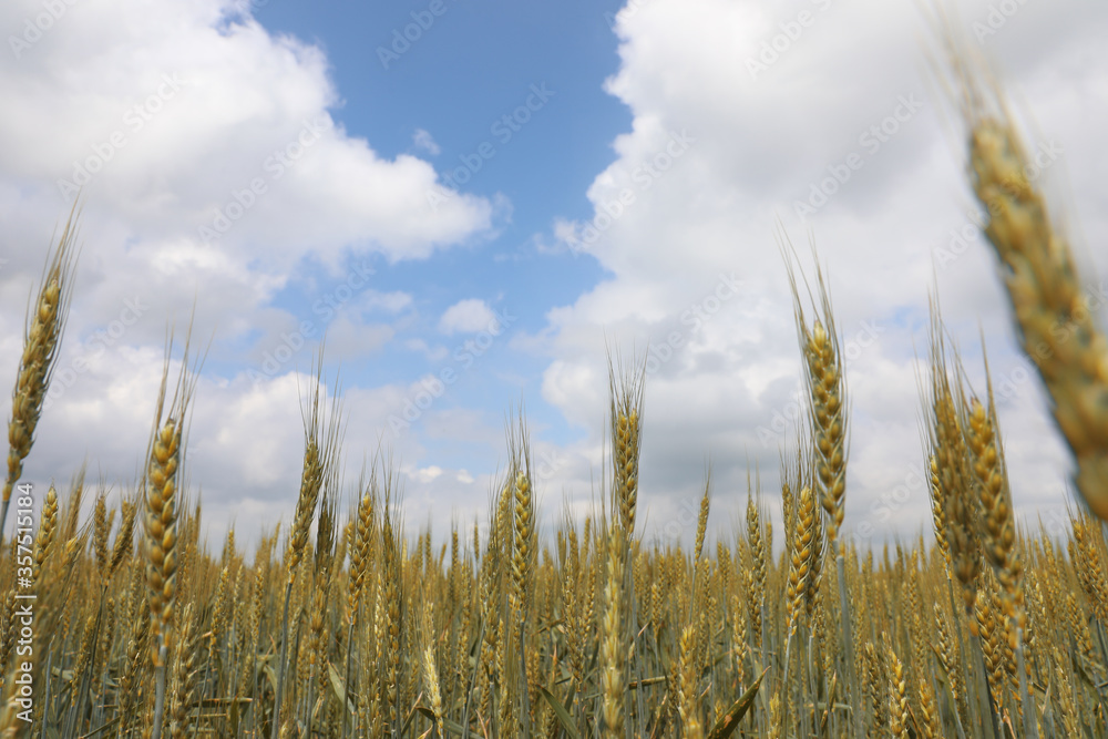 Agricultural field with ripening cereal crop under cloudy sky, closeup view Agricultural field with ripening cereal crop under cloudy sky, closeup view