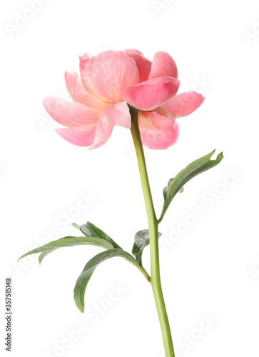 Beautiful blooming pink peony isolated on white © New Africa