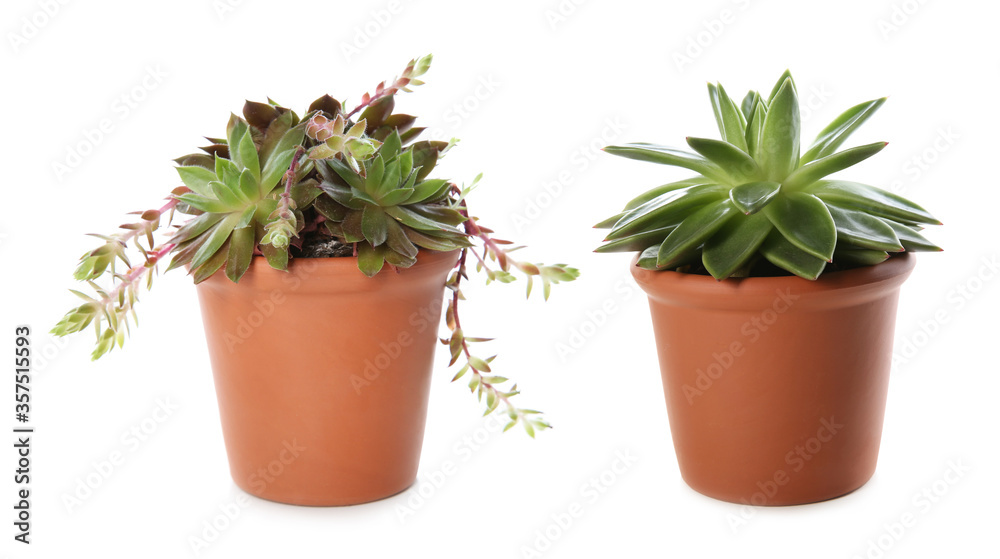 Different beautiful potted succulents on white background