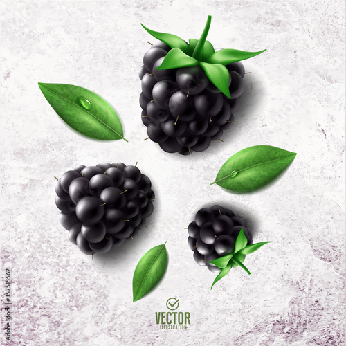 Vector realistic blackberry illustration on white stone background