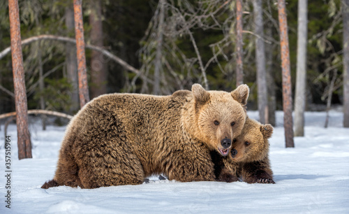 She-bear and bear cub in winter. Natural habitat. Brown bear, Scientific name: Ursus Arctos Arctos.
