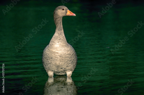 Greylag Goose Stood Up On A Park Lake Looking Left