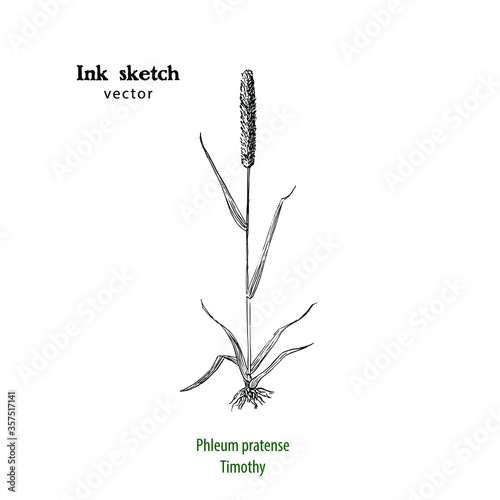 Hand drawn illustration of Timothy grass, Phleum pratense. black and white line drawing. photo