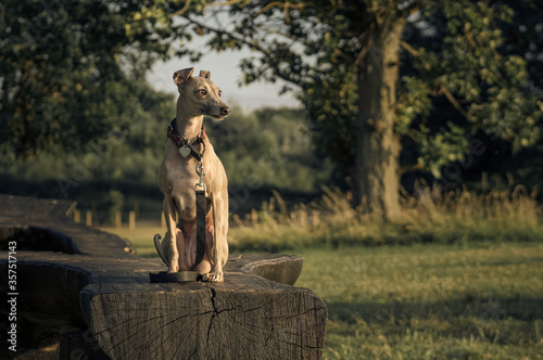 Silver The Italian Greyhound Sat In The Park On A Black Log Watching
