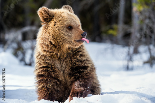 Bear cub in winter forest. The bear сub sit on the snow and stuck out its tongue. Natural habitat. Side view. Brown bear, Scientific name: Ursus Arctos Arctos.