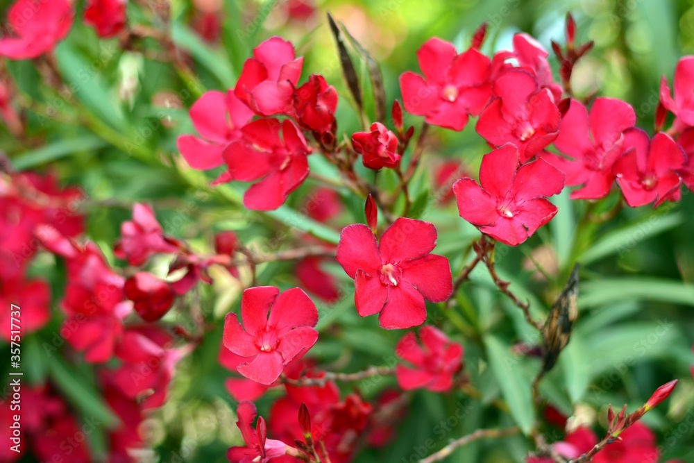 Flores rojas de adelfa, nerium oleander, en un jardín Flores rojas de adelfa, nerium oleander, en un jardín