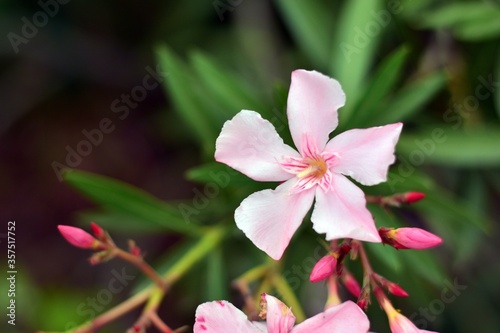 Flores rosas de adelfa  nerium oleander  en primavera