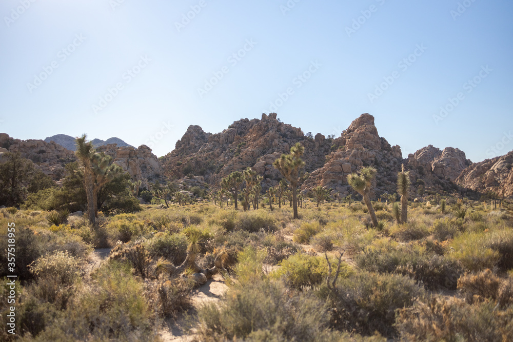 Desert Landscape of Mountains and Trees in Joshua Tree National Park California 