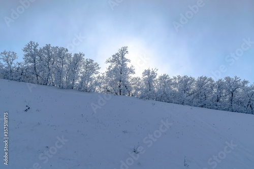 Fototapeta Naklejka Na Ścianę i Meble -  Beautiful frosted trees on the snow covered slope of Wasatch Mountains in winter