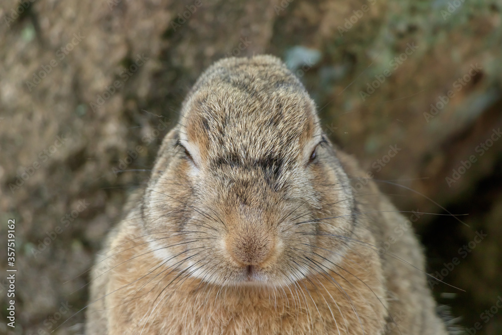 大久野島のうさぎ 広島県竹原市
Rabbits Okunojima Island Hiroshima Takehara city 大久野島のうさぎ 広島県竹原市
Rabbits Okunojima Island Hiroshima Takehara city