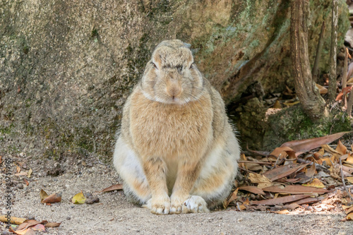                                                  Rabbits Okunojima Island Hiroshima Takehara city