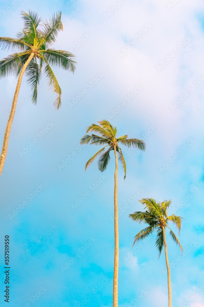 Palm trees on blue sky background. Tropical holidays and travel concept photo