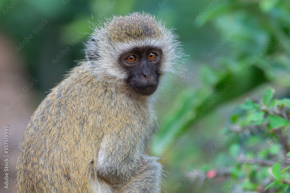 Obraz premium A Young Vervet Monkeyin Amboseli National Park