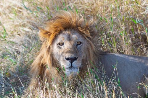 A Close-Up Shot Of A Male African Lion