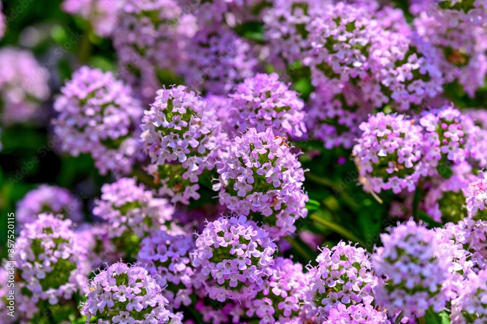 満開の薄紫のアリッサムの花