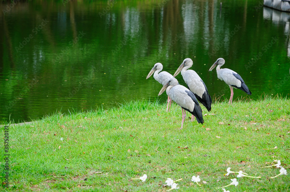 Fototapeta premium White Storks Standing by a Pond