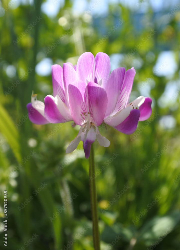 Chinese milk vetch is flowering, from front side Chinese milk vetch is flowering, from front side