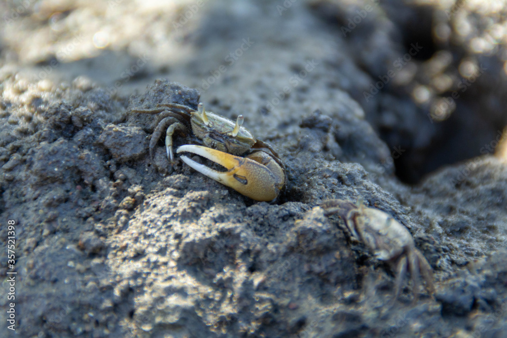 Cardisoma guanhumi is known as Juey in Puerto Rico, it is one of many crab spices out there. Also known as a blue land crab. Cardisoma guanhumi is known as Juey in Puerto Rico, it is one of many crab spices out there. Also known as a blue land crab.