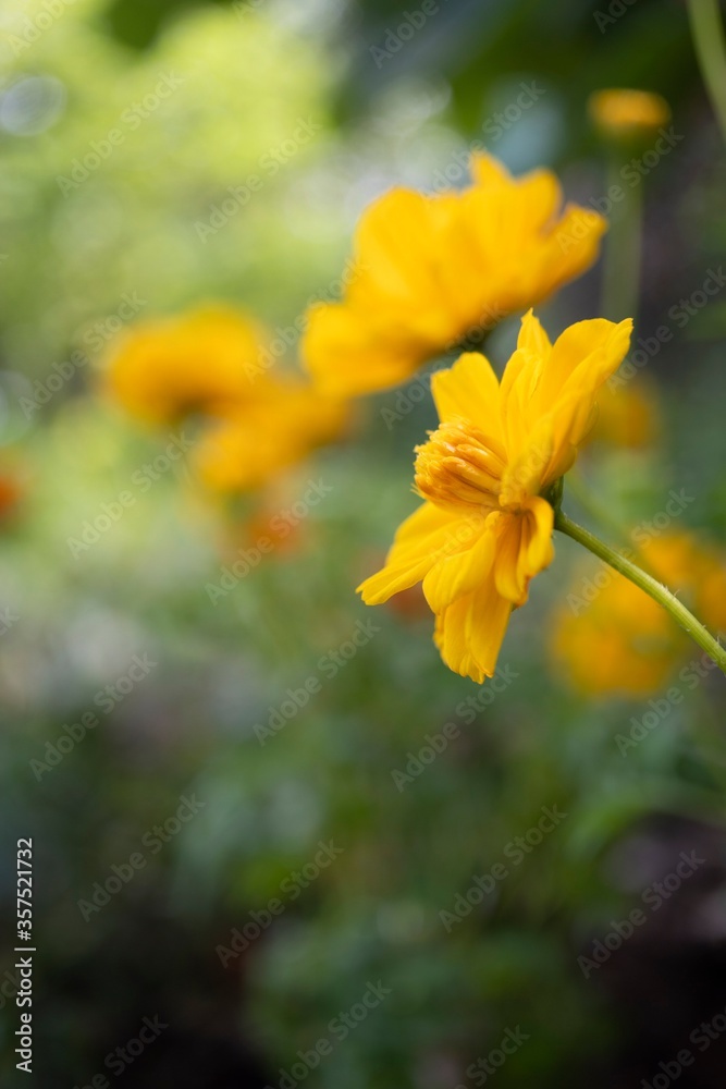 横向きのキバナコスモスをクローズアップ