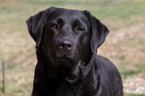 Portrait of a black labrador, adult dog looking at the camera.