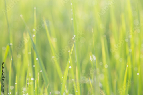 green grass background with fresh morning dew
