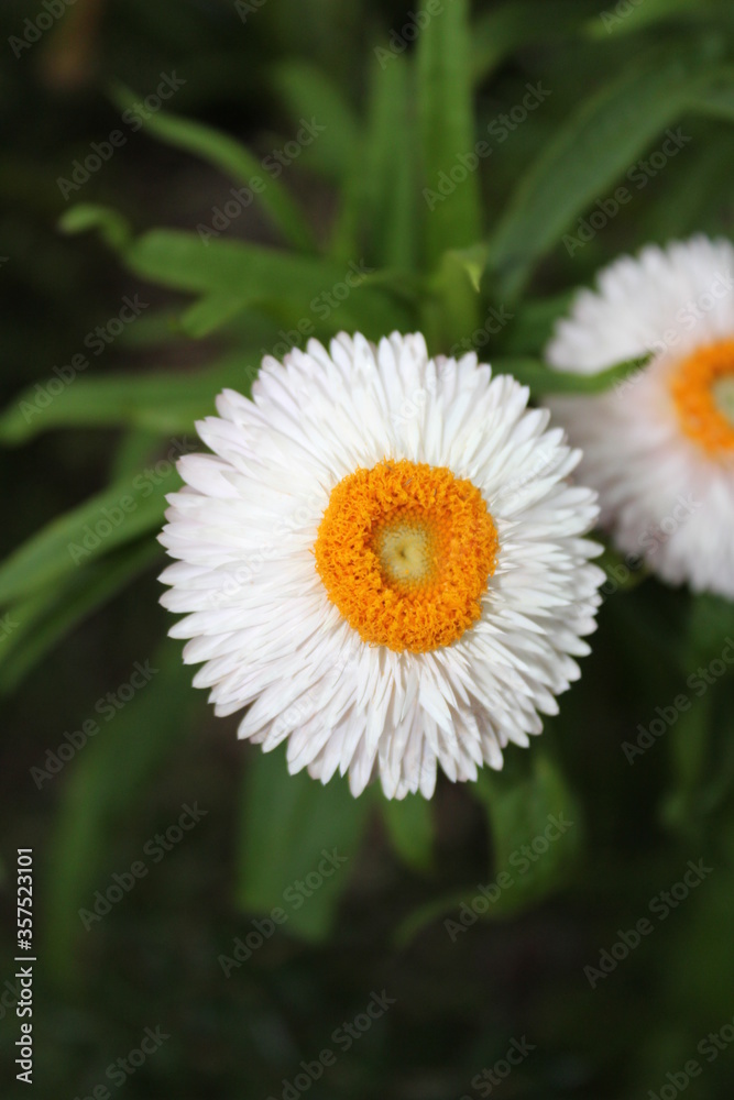 Fototapeta premium Chamomile Plant