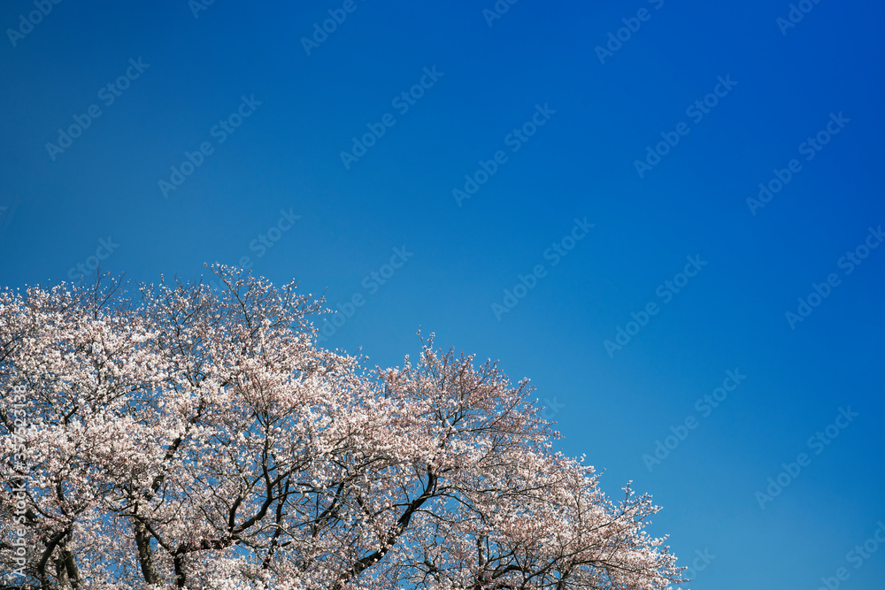 一本桜満開の春