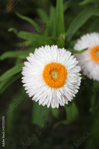 Chamomile Plant