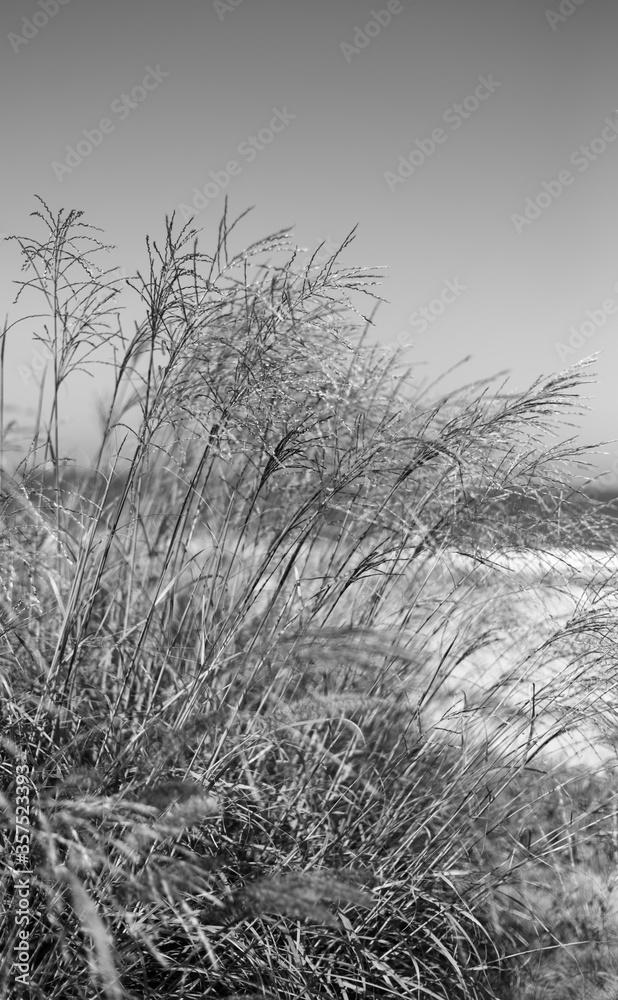 Obraz premium beach grass black and white