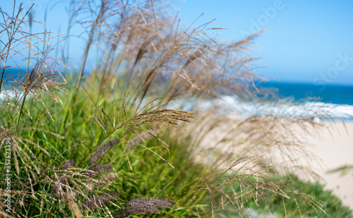 grass on the beach